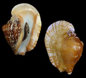 Sinustrombus latissimus - Beautiful specimen