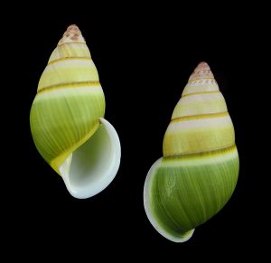 Amphidromus severnsi anhi - Solid colour form