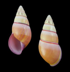 Amphidromus anthonyabotti - Plain!