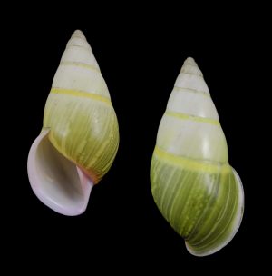 Amphidromus cf. givenchyi - White lip form, sinistral