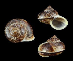 Cyclophorus implicatus - Uncommon