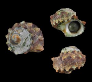 Lunella coronata
