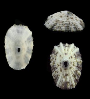 Diodora listeri