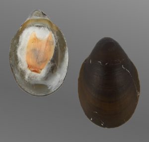Septaria sanguisuga - rare