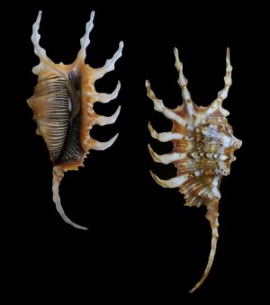 Lambis scorpius scorpius - Beautiful & elegant Indonesian specimen!