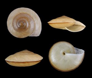 Euplecta cf. tritoniensis