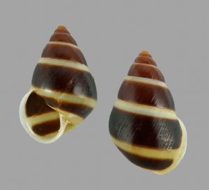 Aegistohadra dautzenbergi - Lao Cai dwarf form, sinistral