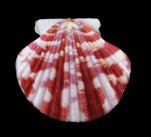 Annachlamys reevei - Superb pattern!