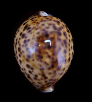Cypraea tigris - Nice Indonesian yellow specimen!