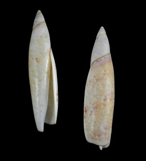 Terebellum terebellum f. nebulosum - Giant (67.6mm)!