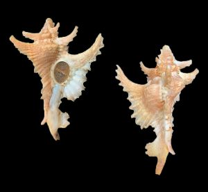 Purpurellus gambiensis - Nice colour!