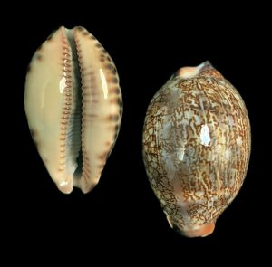Mauritia grayana 