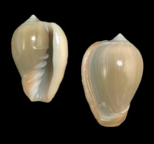 Cryptospira ventricosa