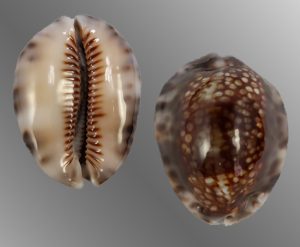 Mauritia depressa - Indonesian specimen, gem