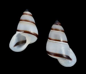Pseudopartula huberi - Banded