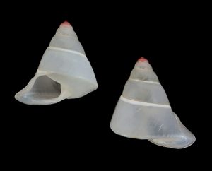 Pseudopartula jomi - Plain, pink tip