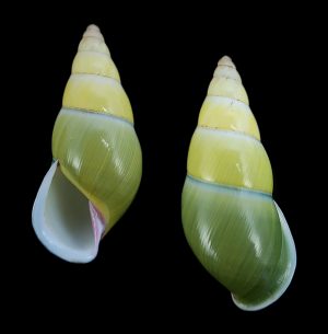 Amphidromus renkeri – dark green periostracum