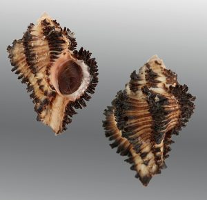 Hexaplex stainforthi