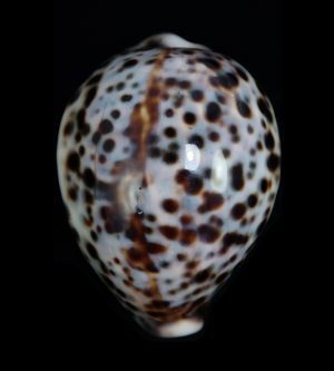 Cypraea tigris - beautiful sky-blue specimen
