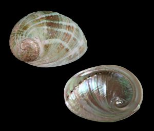 Haliotis laevigata - Very large and very beautiful specimen for the size!