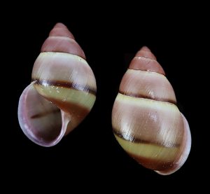 Aegistohadra dautzenbergi - lovely pink form with nice thin black band and light green bandings!