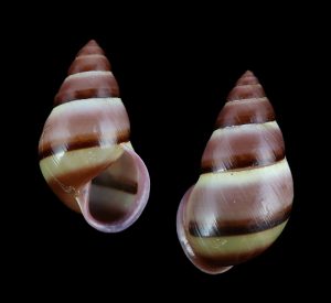 Aegistohadra dautzenbergi - lovely deep pink form with nice bandings! Dextral specimen