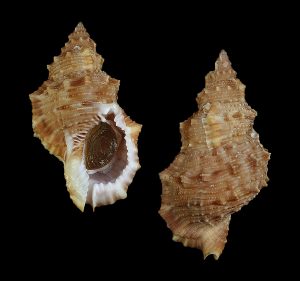 Bursa latitudo - beautiful specimen!