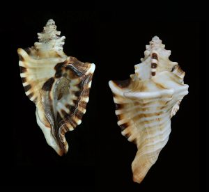 Cymatium ranzanii -Large, rare locality (Somalia)