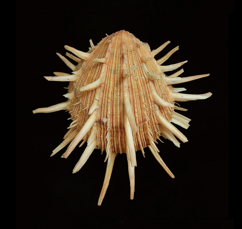 Spondylus regius - Nice specimen! - Malacology-Asia.com