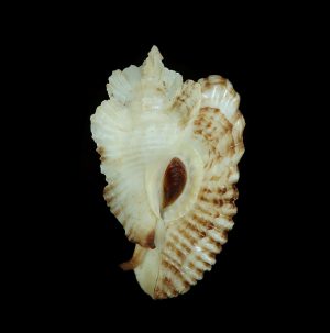 Timbellus bednalli - good size, nicely displayed on the aperture side!