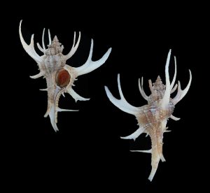 Chicoreus cervicornis - beautiful specimen!