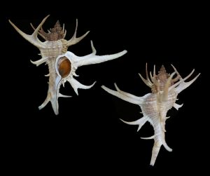 Chicoreus cervicornis - exceptional specimen!