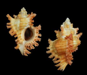 Chicoreus rubiginosus - Giant (88.3mm) orange specimen!