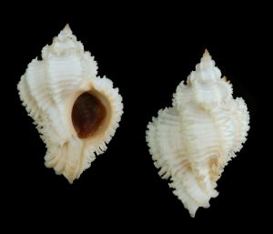 Hexaplex stainforthi - Large and all white!! So beautiful and rarest!