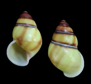 Amphidromus webbi simalurensis - Sinistral, nice pattern
