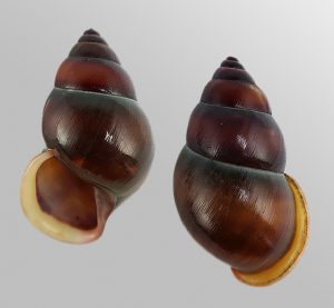 Amphidromus webbi simalurensis - Sinistral, dark form! very uncommon!