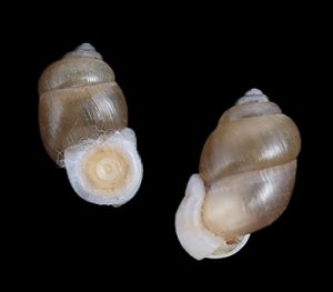 Rhaphaulus tonkinensis - Rare, live taken with operculum!