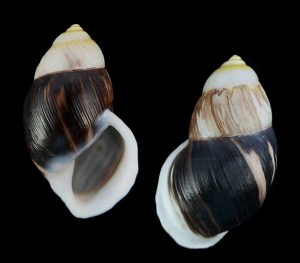 Amphidromus costifer gemmalimae - Superb black