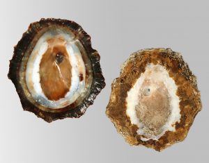 Cymbula oculus - Large!