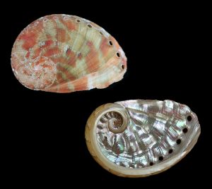 Haliotis semiplicata 
