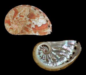 Haliotis semiplicata 