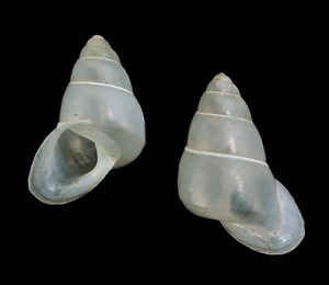 Pseudopartula huberi - Plain