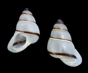 Pseudopartula huberi - Banded