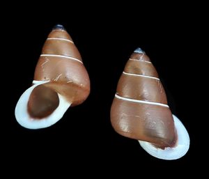 Pseudopartula huberi - Dark brown, uncommon