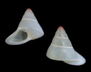 Pseudopartula jomi - Plain, pink tip