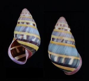 Amphidromus adamsii - Sibogo Island form, rare from this locality