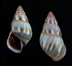 Amphidromus adamsii - Sibogo Island form, rare locality