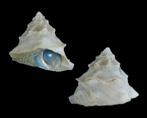 Astralium tentorium - Interesting blue operculum!