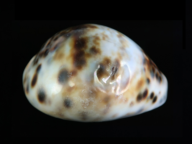 Cypraea tigris - White patch - Malacology-Asia.com