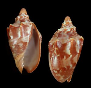 Cymbiola aulica - Superb specimen!